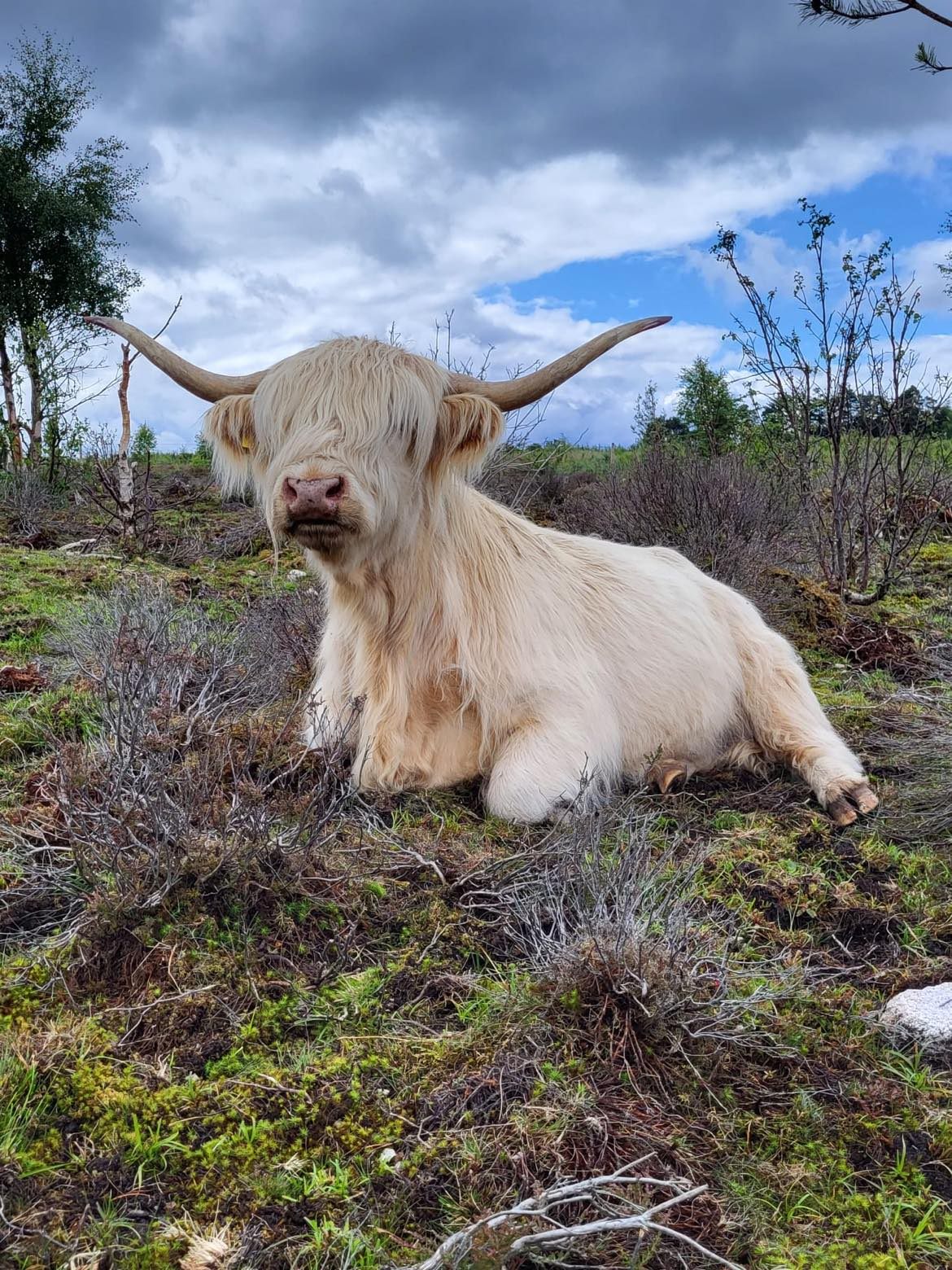 A diferencia de otras razas de ganado que prefieren pastos verdes y exuberantes, a las vacas Highland y Shetland también les encantan los matorrales y los árboles jóvenes.  