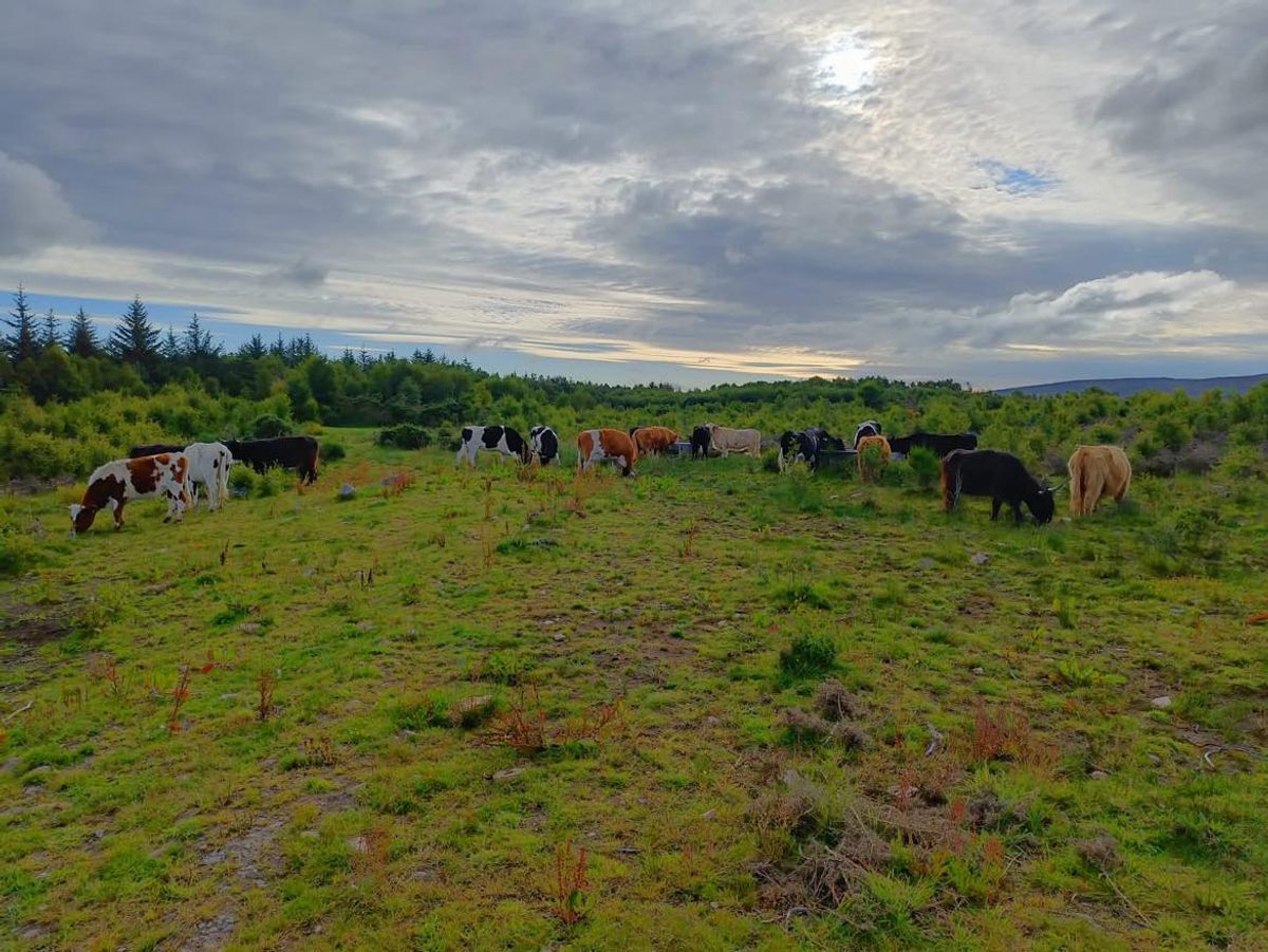 Antes de que se introdujera el ganado heredado de Culloden, los guardabosques intentaron utilizar ovejas para limpiar el campo de batalla, pero no tuvieron éxito.