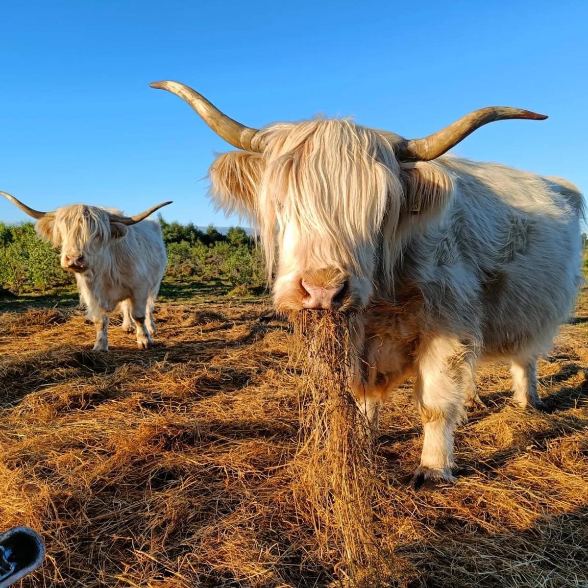 Debido a su pelaje lanudo, el ganado Highland y Shetland puede permanecer afuera durante todo el año, lo que ayuda a respaldar las iniciativas de conservación de Culloden incluso en invierno.