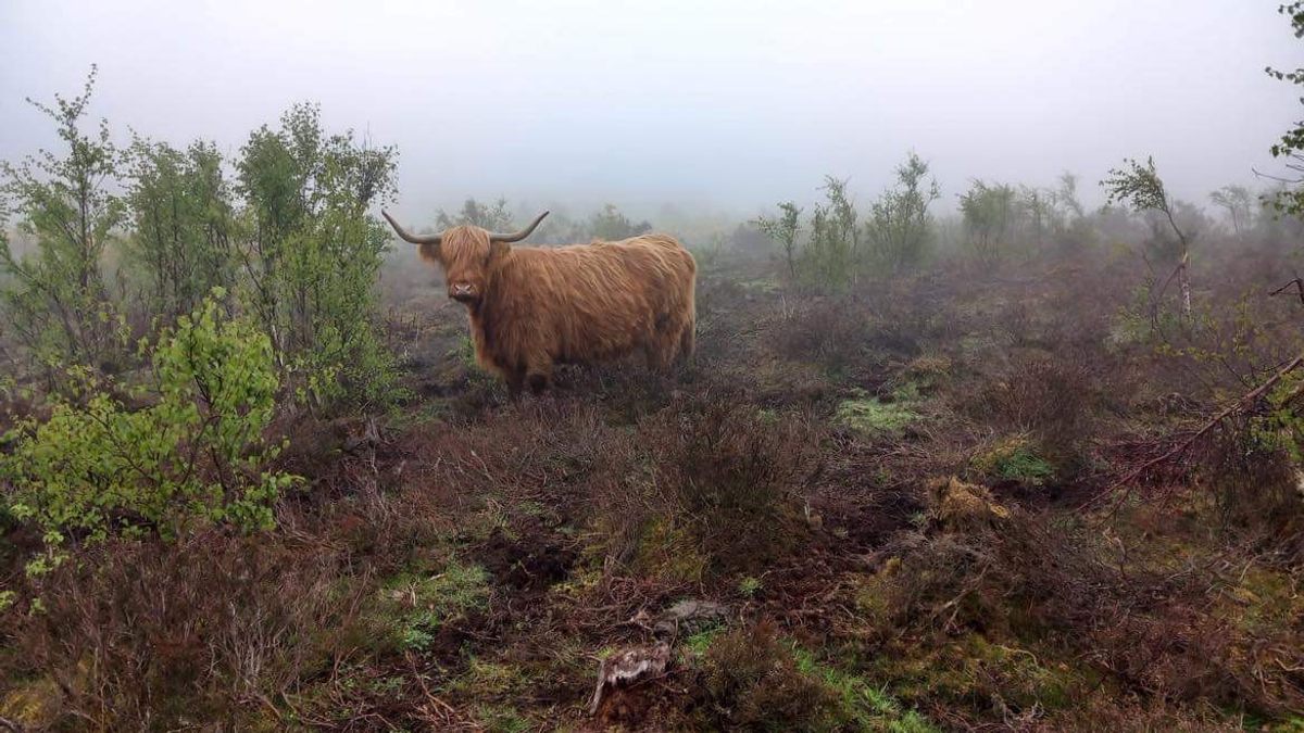 Para otras vacas, el barro puede ser una amenaza.  La humedad puede disminuir la dureza de los cascos e incluso provocar lesiones.  Ese no es el caso del ganado de las Highlands y las Shetland.  Whistler dice que sus robustas patas se manejan perfectamente y sus pezuñas de dos garras se abren cuando pisan el pantano, apoyándolos mientras pastan.