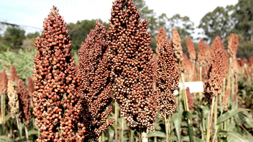 La siembra de sorgo se dio por finalizada en en el centro norte de Santa Fe y los ncleos norte y sur Foto Archivo