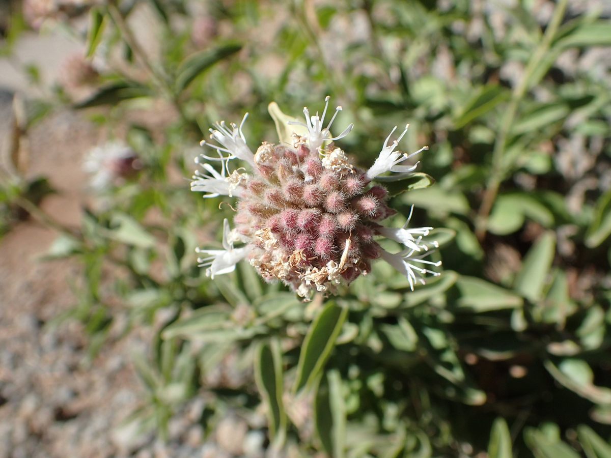 Menta de coyote de montaña en flor cerca del Lago Esmeralda en el Parque Nacional Volcánico Lassen.