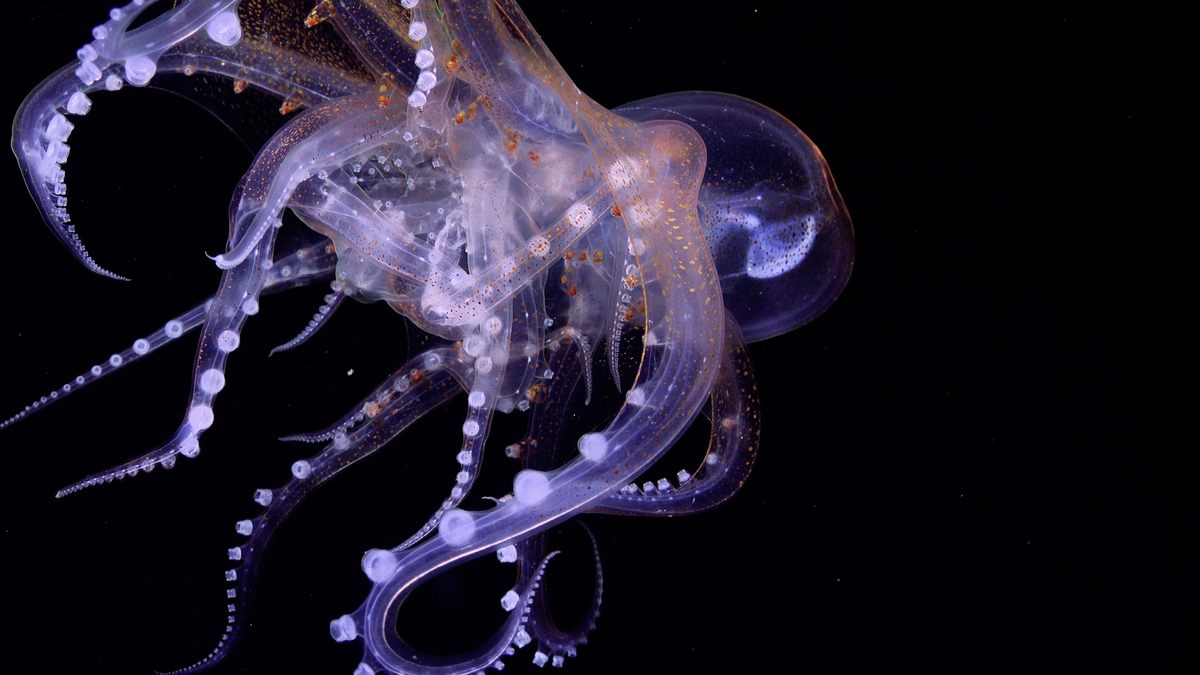 Durante las expediciones de 2023, los investigadores fueron testigos de la gran variedad de vida en las profundidades marinas de Costa Rica, como estos pulpos de cristal entrelazados, que los científicos suponen que se están apareando. 