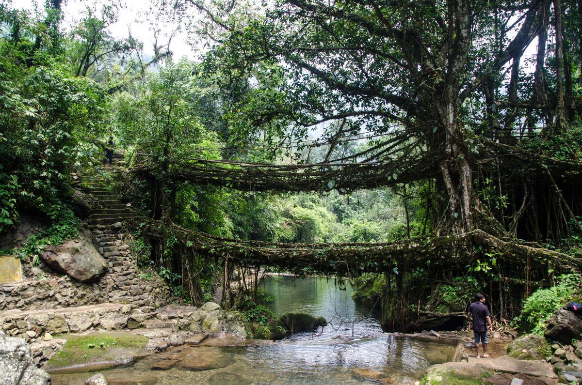 Los puentes raíz de Cherrapunji