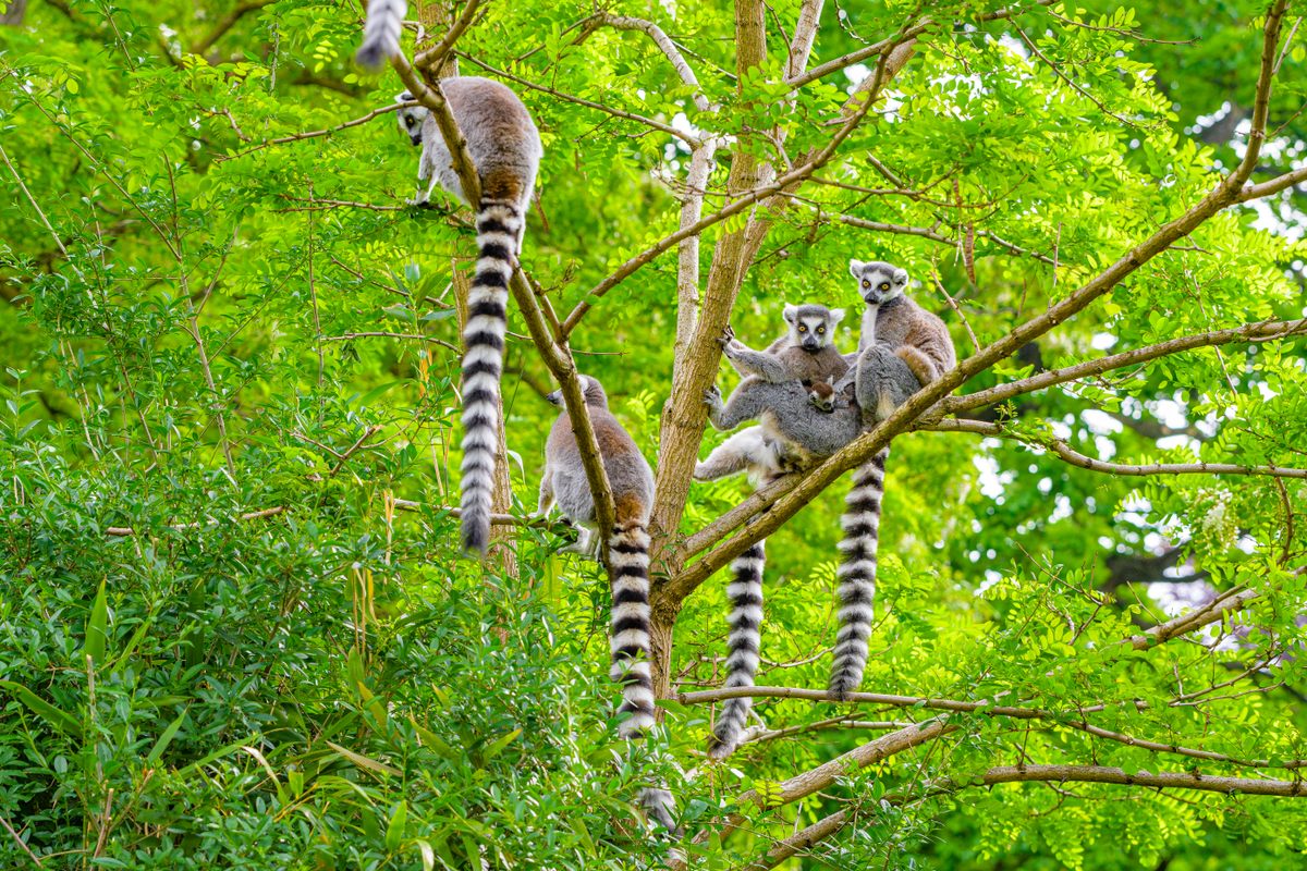 Sin embargo, resulta que los lémures sólo se encuentran en Madagascar.