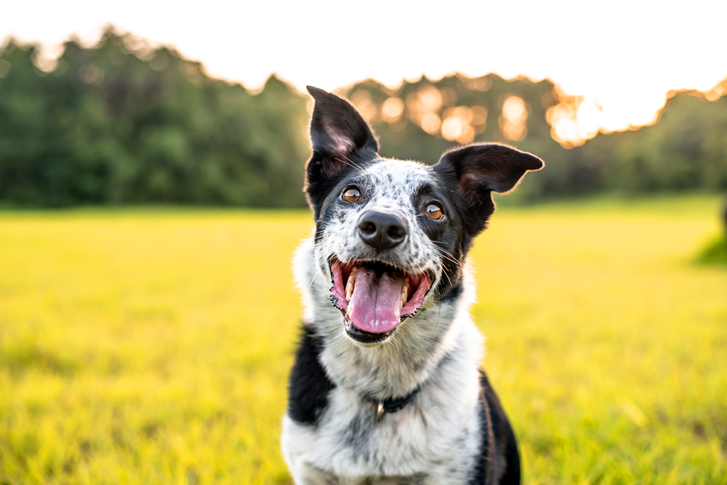 Perro sonriendo sentado en un campo soleado