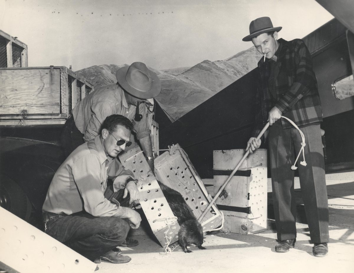 Los guardabosques reubicaron a los castores en avión en 1948. No anticipaban los impactos positivos en ese momento.