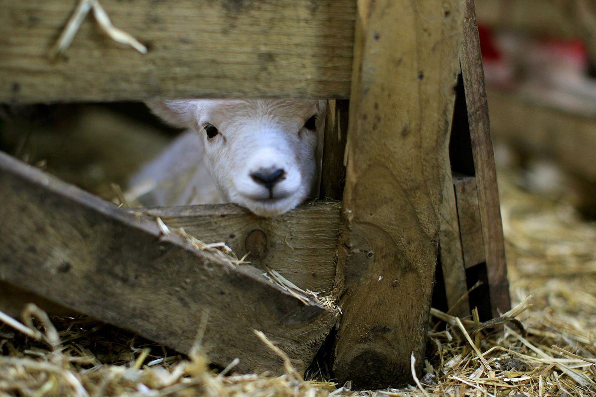 Un cordero recién nacido mira a través de un corral durante la temporada de partos en Irlanda, tradicionalmente asociada con el día de Imbolc, el 1 de febrero.