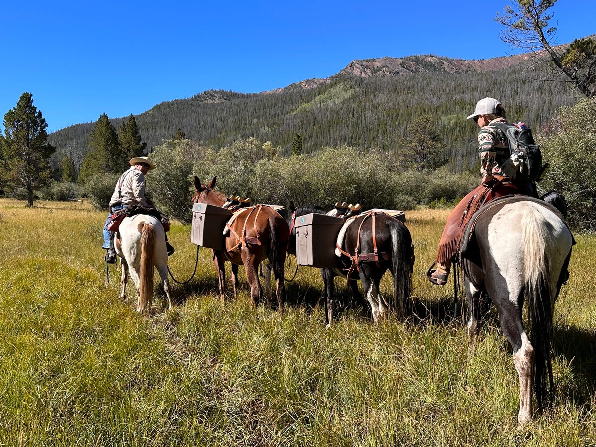 Los caballos pueden transportar más castores que los humanos y son mucho más baratos y seguros que los aviones o los paracaídas.