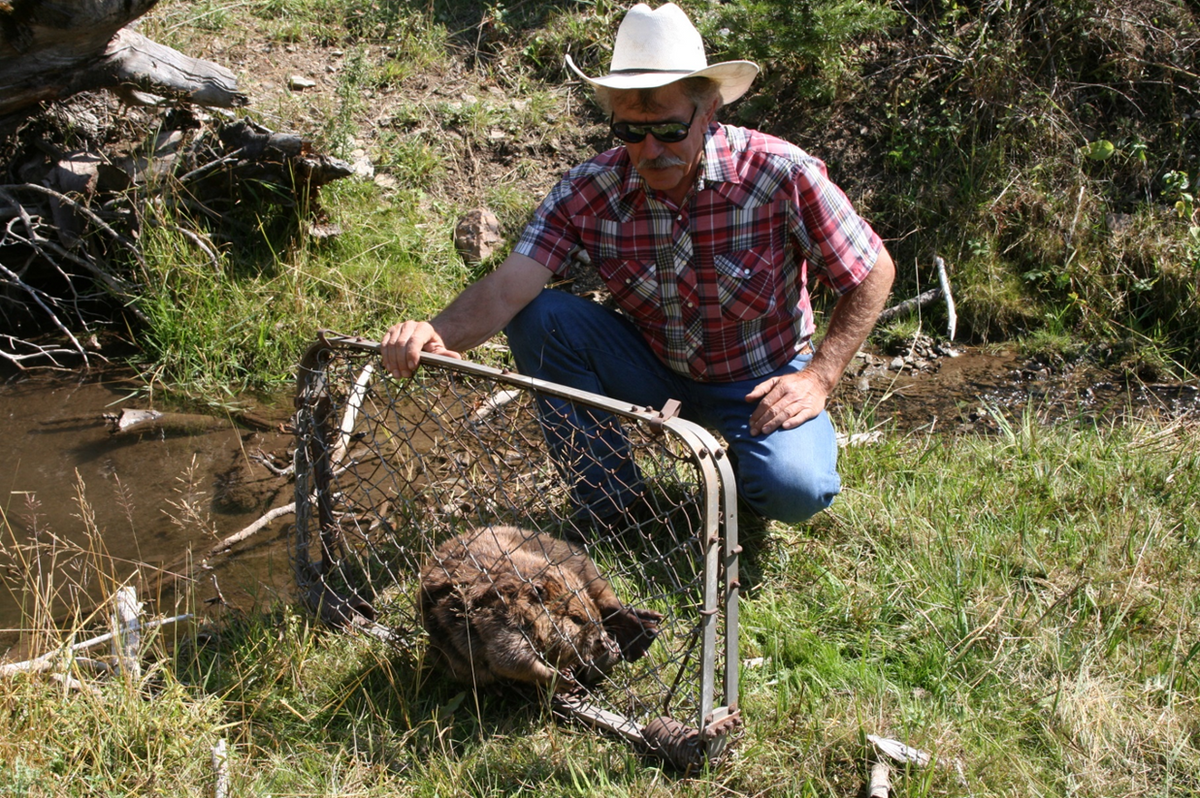 Jay Wilde reintrodujo los castores en su tierra de Idaho, que luego floreció con agua, vegetación y vida silvestre.