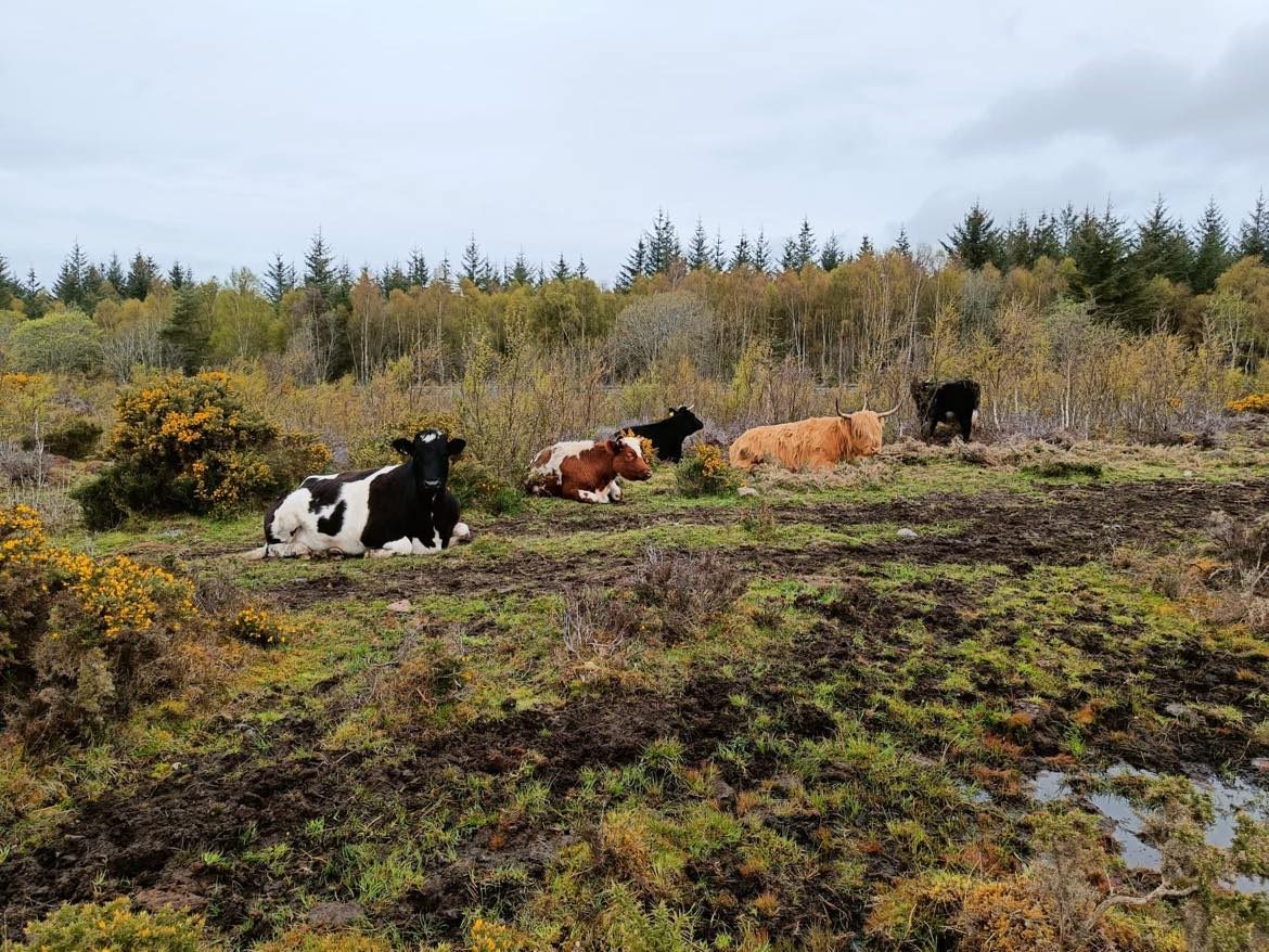 El ganado de raza tradicional de Culloden es la misma especie que tradicionalmente ha pastado en las turberas de Escocia durante siglos.