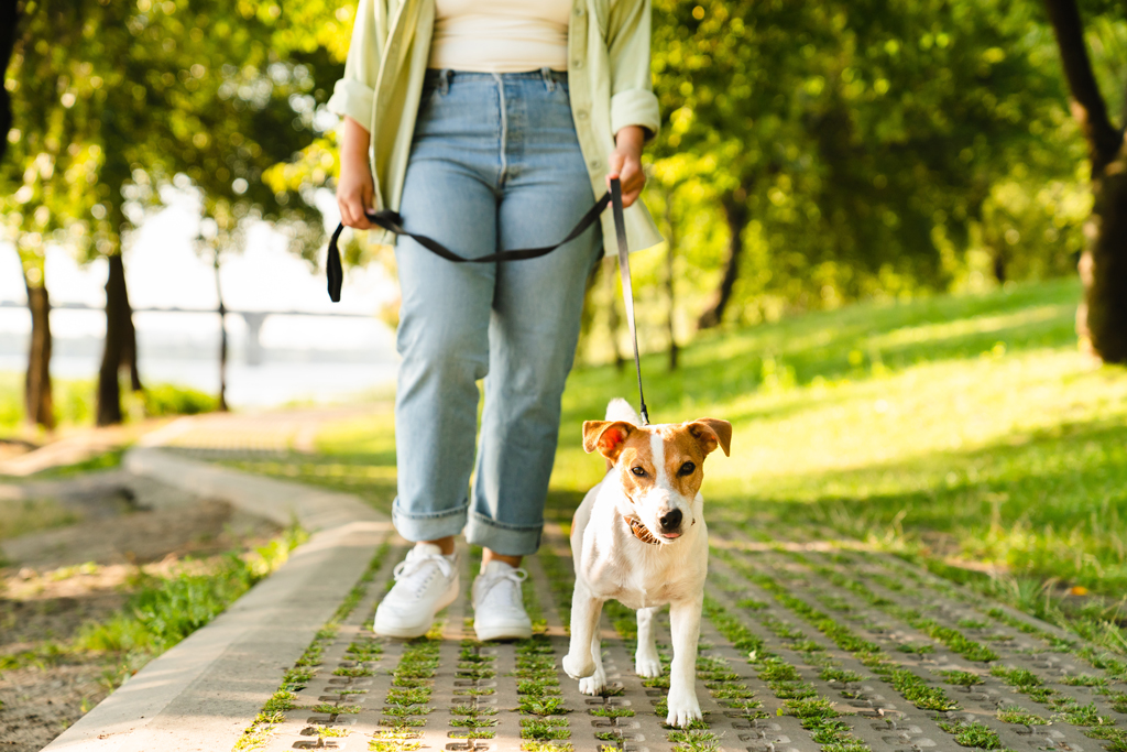 Perrito paseado por el parque en un día soleado