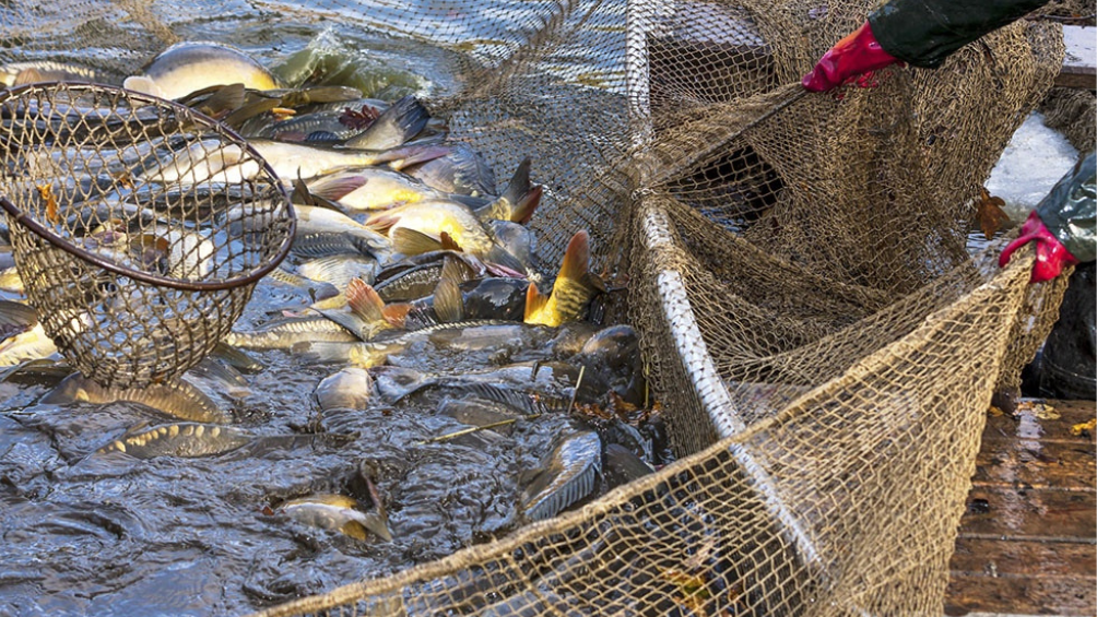 La pesca fue uno de los sectores que ms cayeron