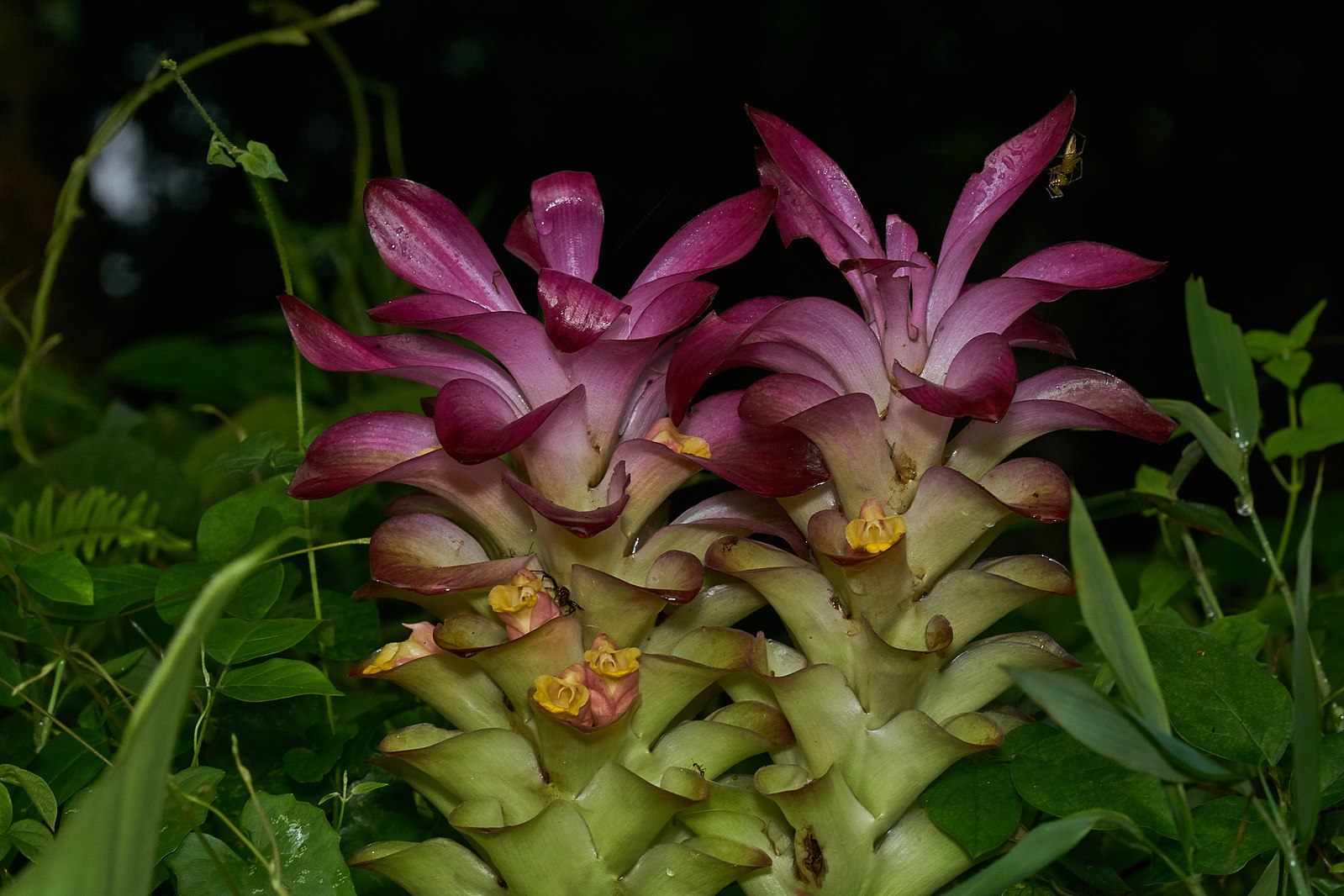 Las hermosas flores del arrurruz de las Indias Orientales son comestibles.