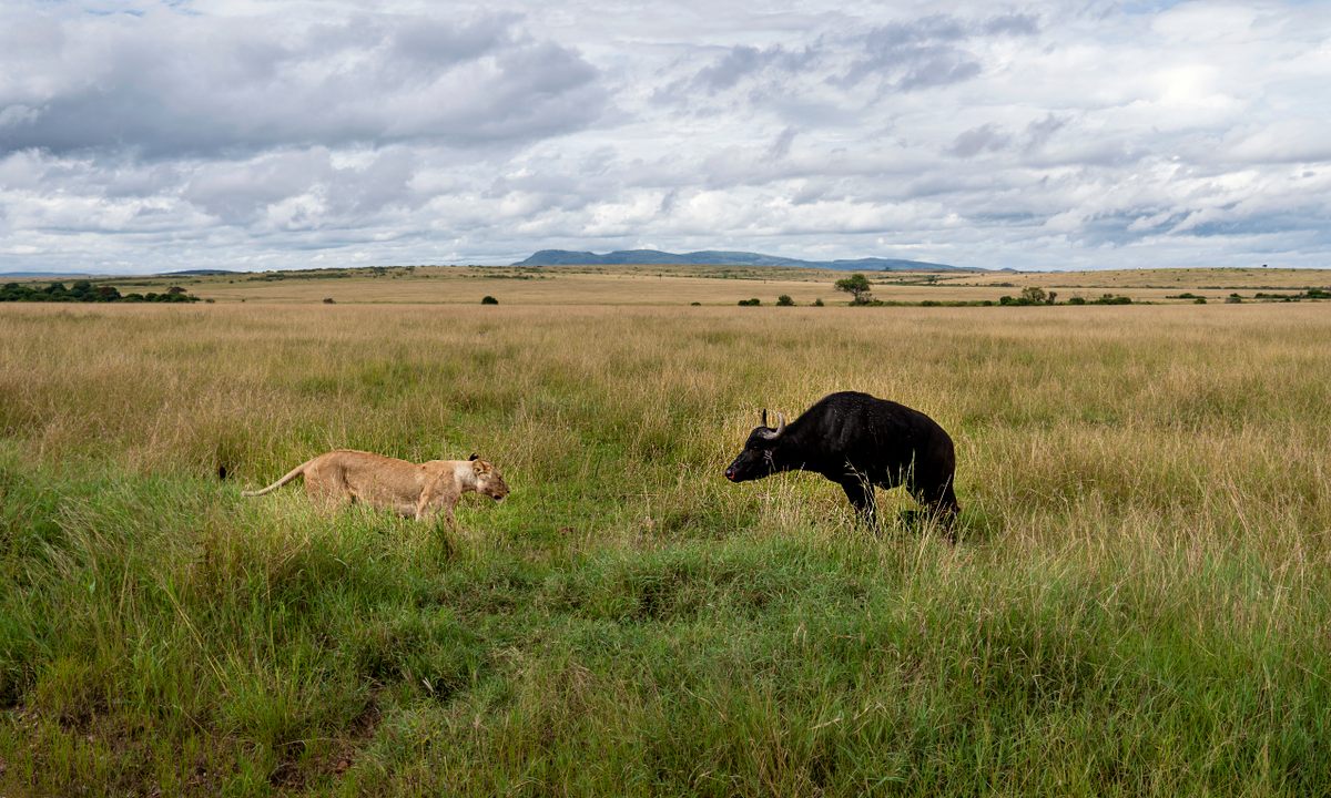 Los leones corren más peligro cuando cazan búfalos.