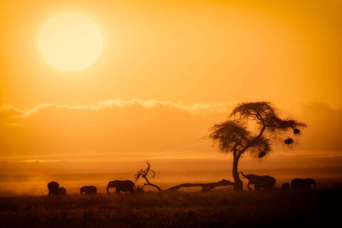 Algo tan pequeño puede cambiar gran parte del ecosistema en Kenia, desde árboles hasta elefantes y leones.