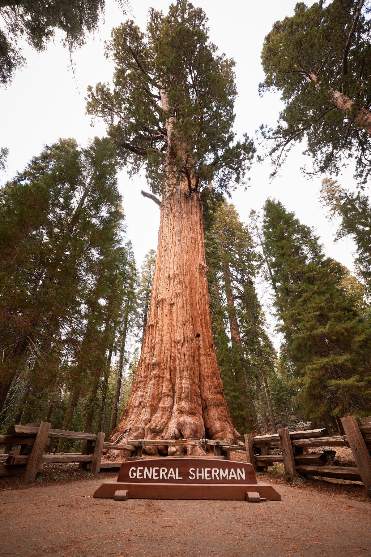 Este árbol ha ido creciendo durante más de 2.000 años.