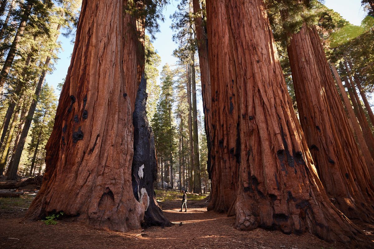 Puede que General Sherman sea la más grande, pero no es la única Sequoia gigante de la ciudad.