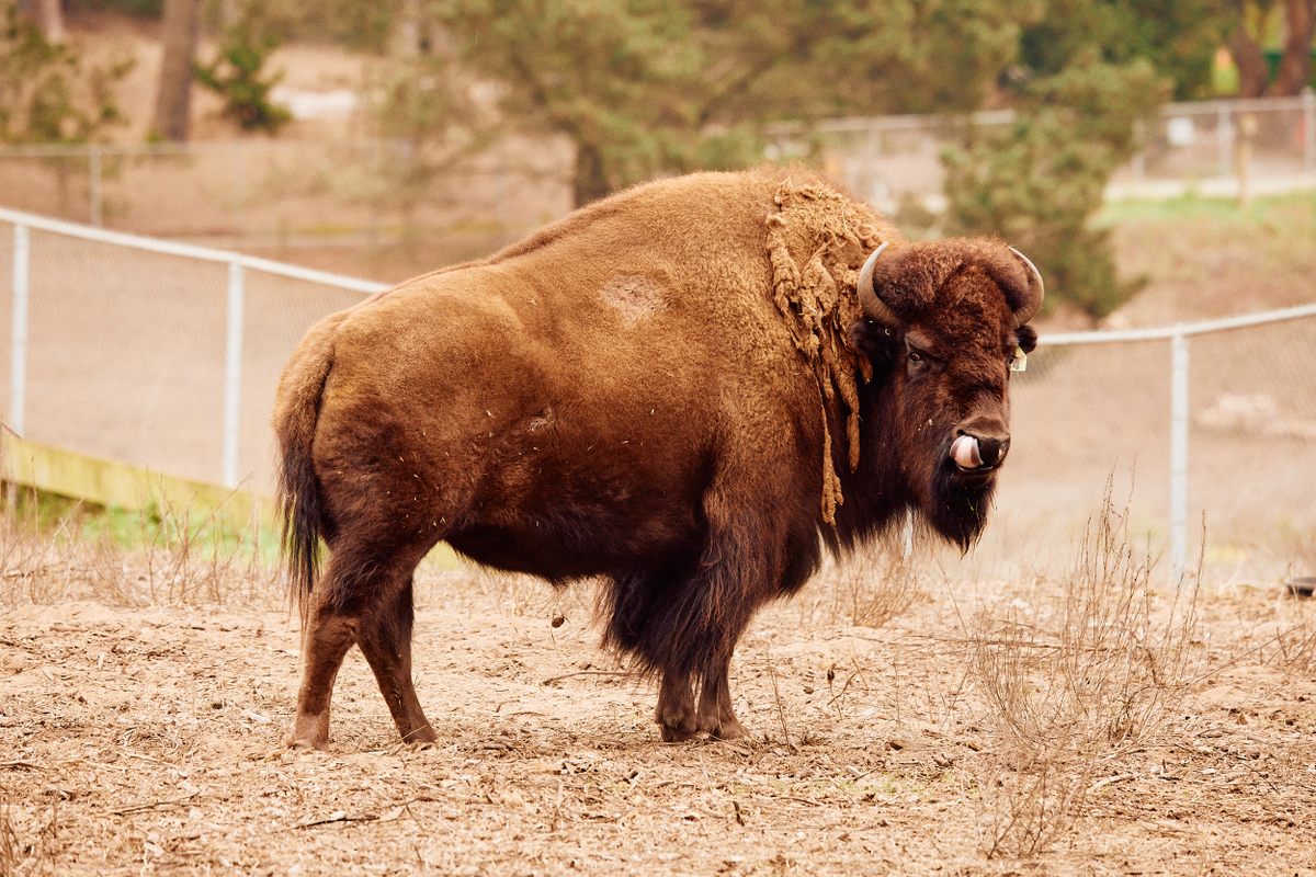 Los bisontes usan su lengua para agarrar mechones de hierba mientras comen y para forzar el ingreso de aire a sus pulmones mientras corren.