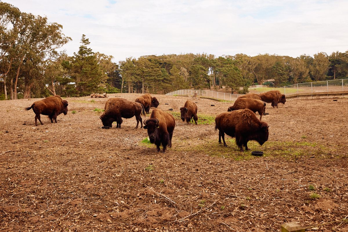 La valla que rodea el prado de bisontes evita que los bisontes pisoteen los jardines de los vecinos de San Francisco.