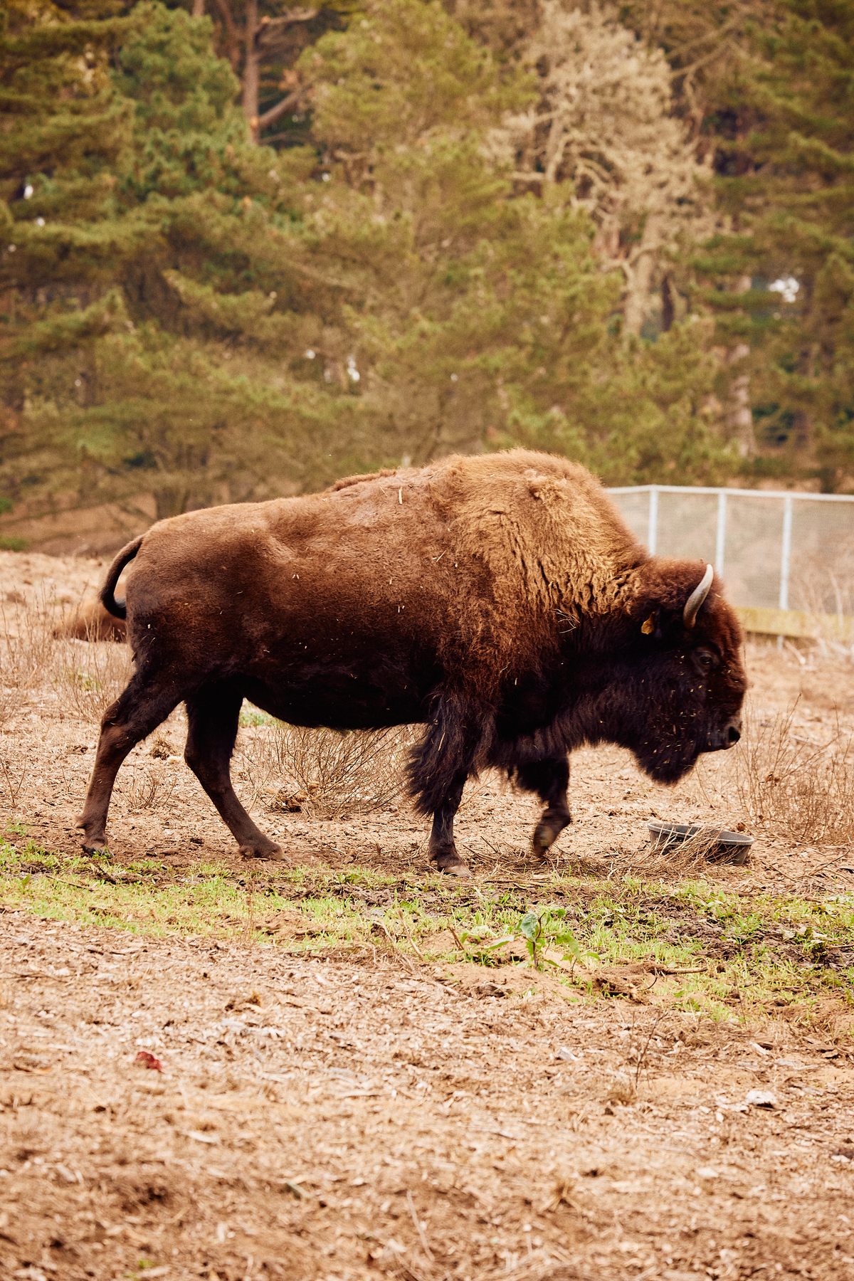 El majestuoso bisonte americano prospera hoy en día gracias en parte a la manada del Golden Gate Park. 