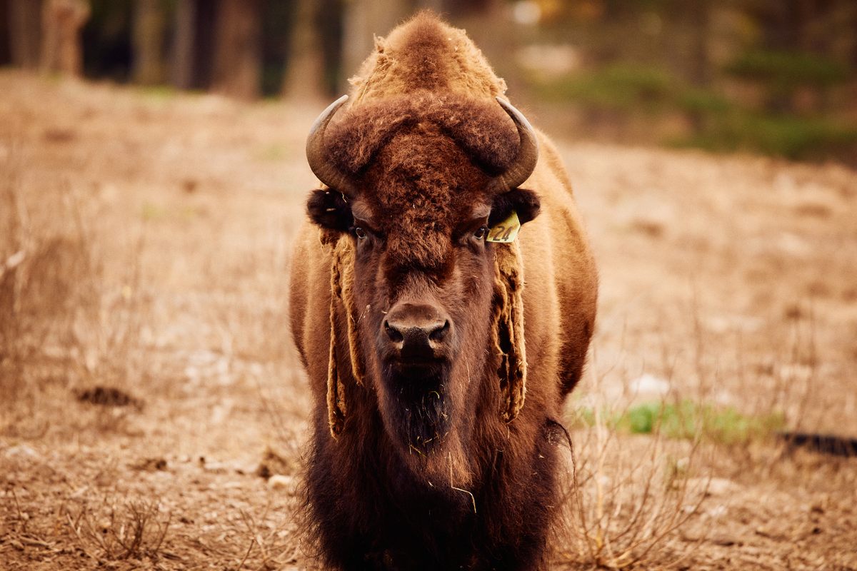 En el pasado, los bisontes del Golden Gate Park recibieron nombres temáticos;  ahora, la mitad tiene nombres que comienzan con B y los demás se denominan por los números en sus marcas en las orejas.