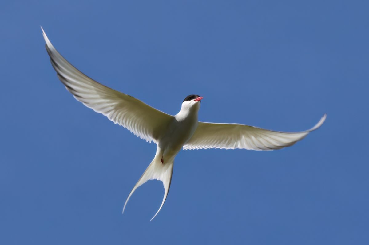 Un charrán ártico en vuelo;  Las aves marinas eran una fuente fundamental de alimento para el pueblo Beothuk de Terranova y probablemente también inspiraron algunas de sus tradiciones funerarias.