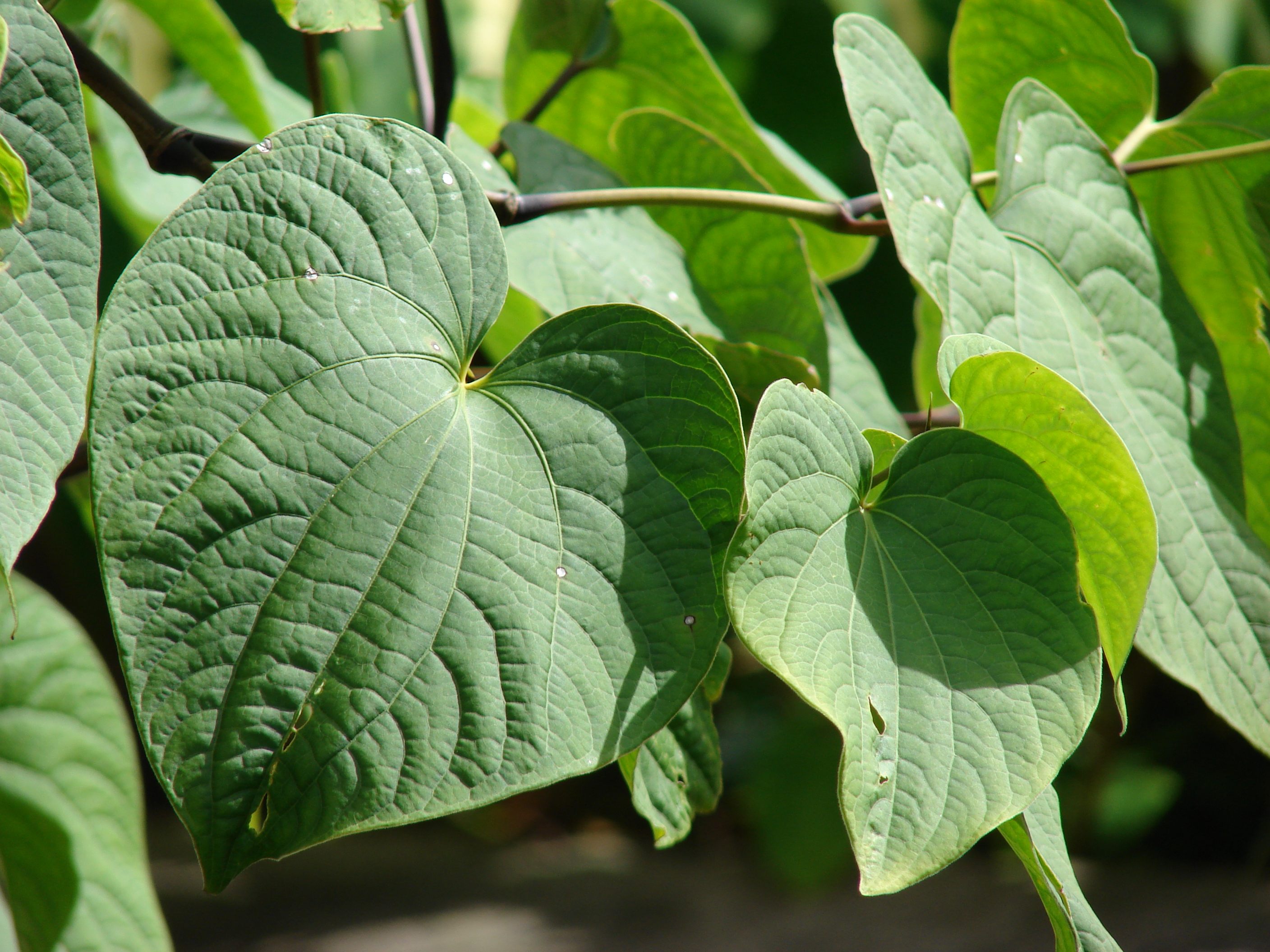 Las hojas en forma de corazón de la planta kava.