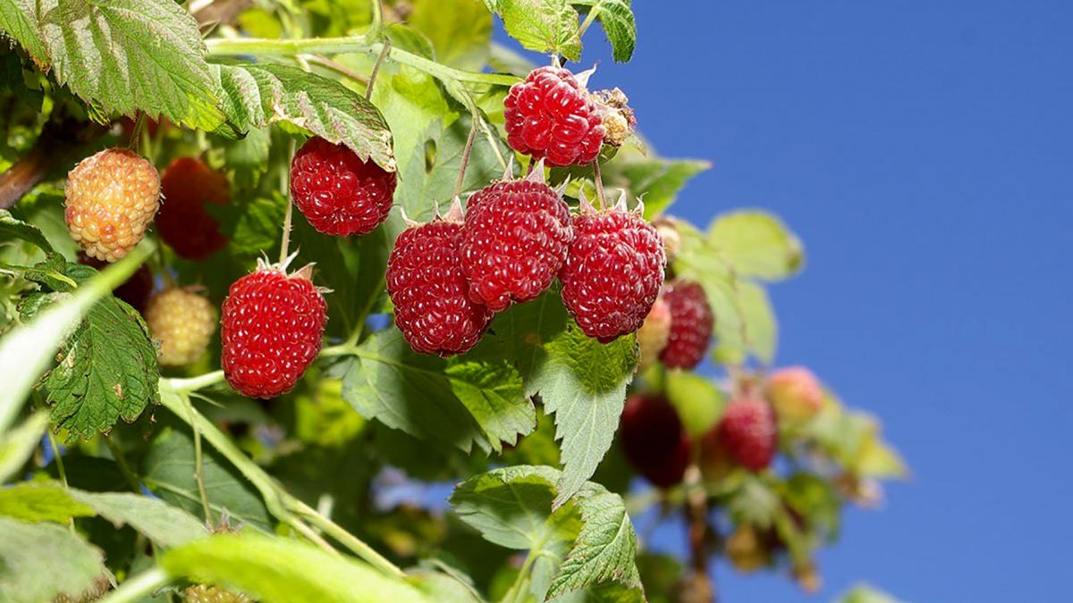 Todos los aos se hace en la localidad la Fiesta Nacional de La Fruta Fina Foto Prensa