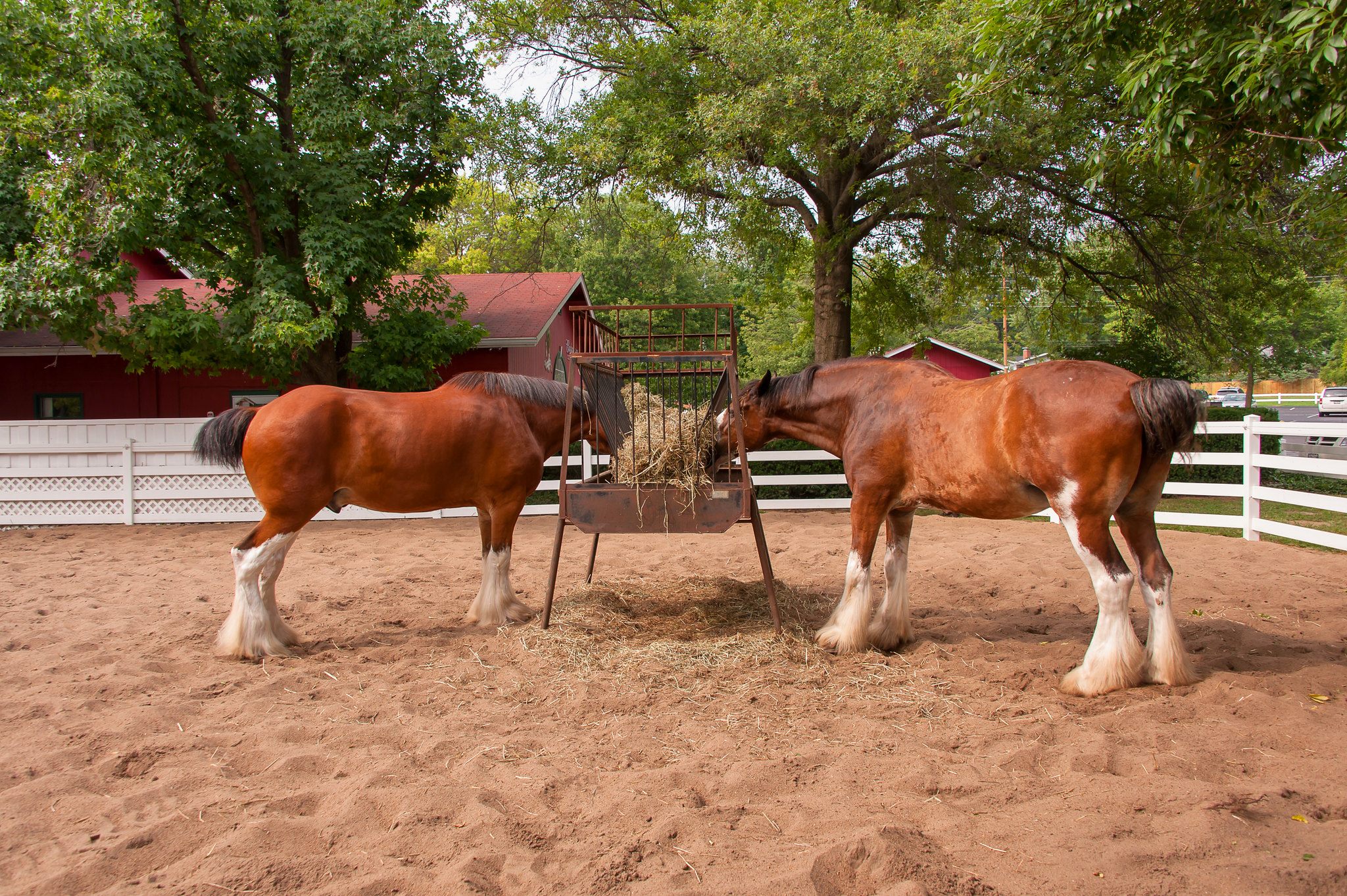 Budweiser Clydesdales en Grant's Farm en St. Louis.