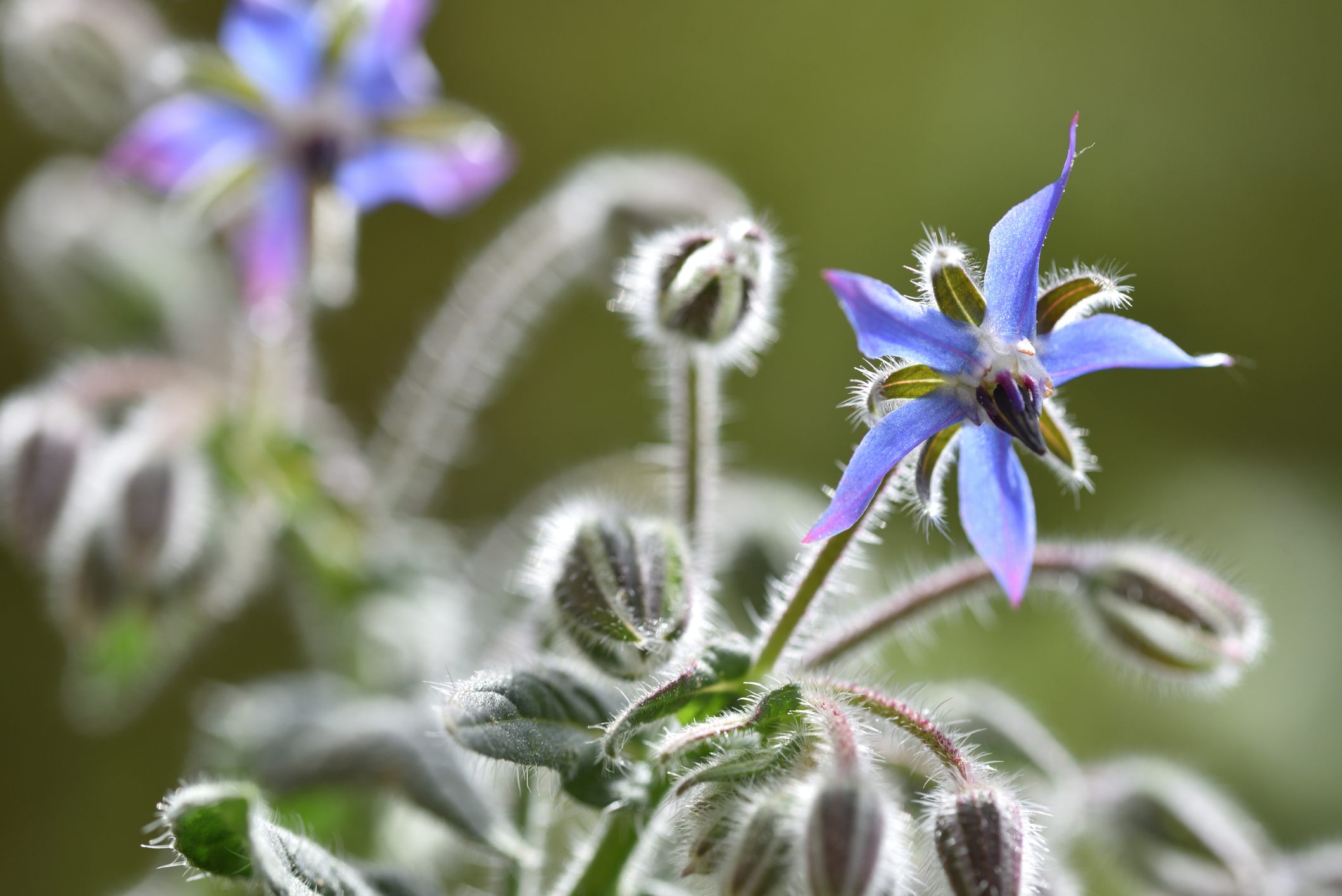 Un primer plano de una flor de borraja azul y su follaje difuso.