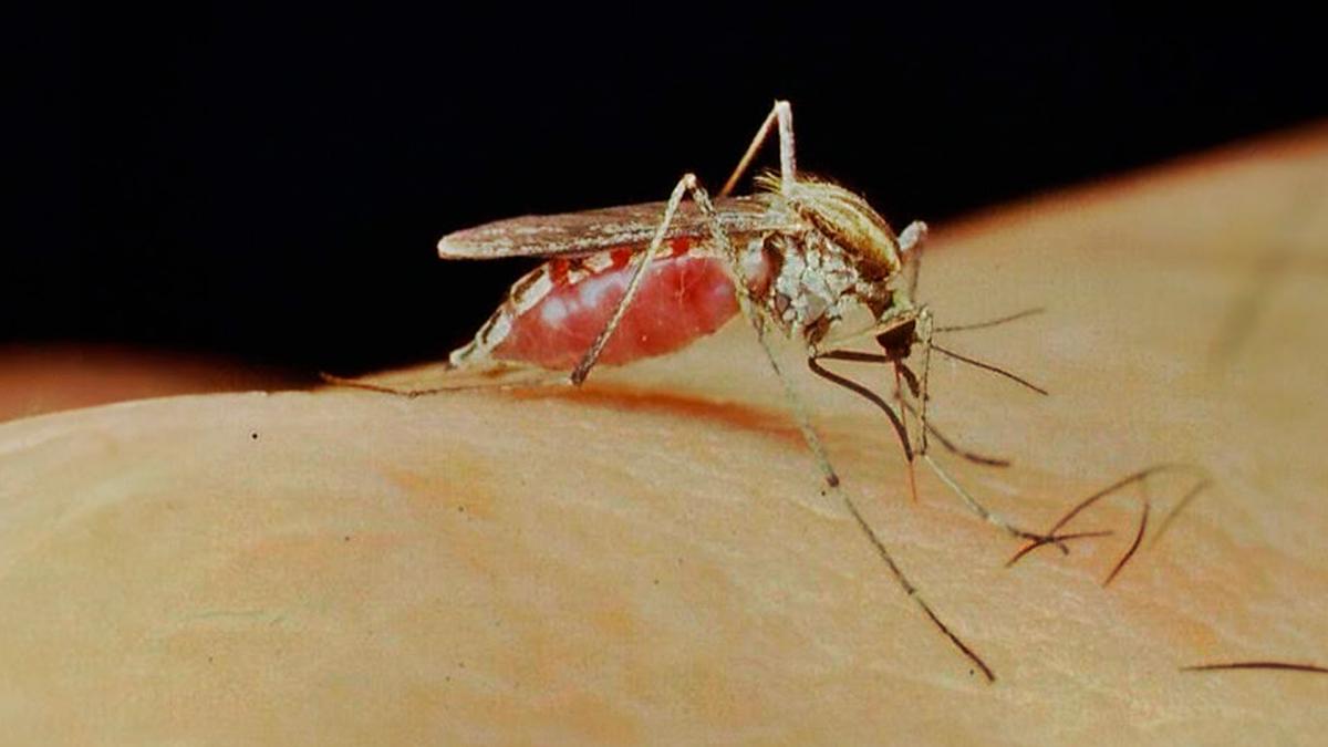 INTA estudia medidas para combatir la poblacin de mosquitos 