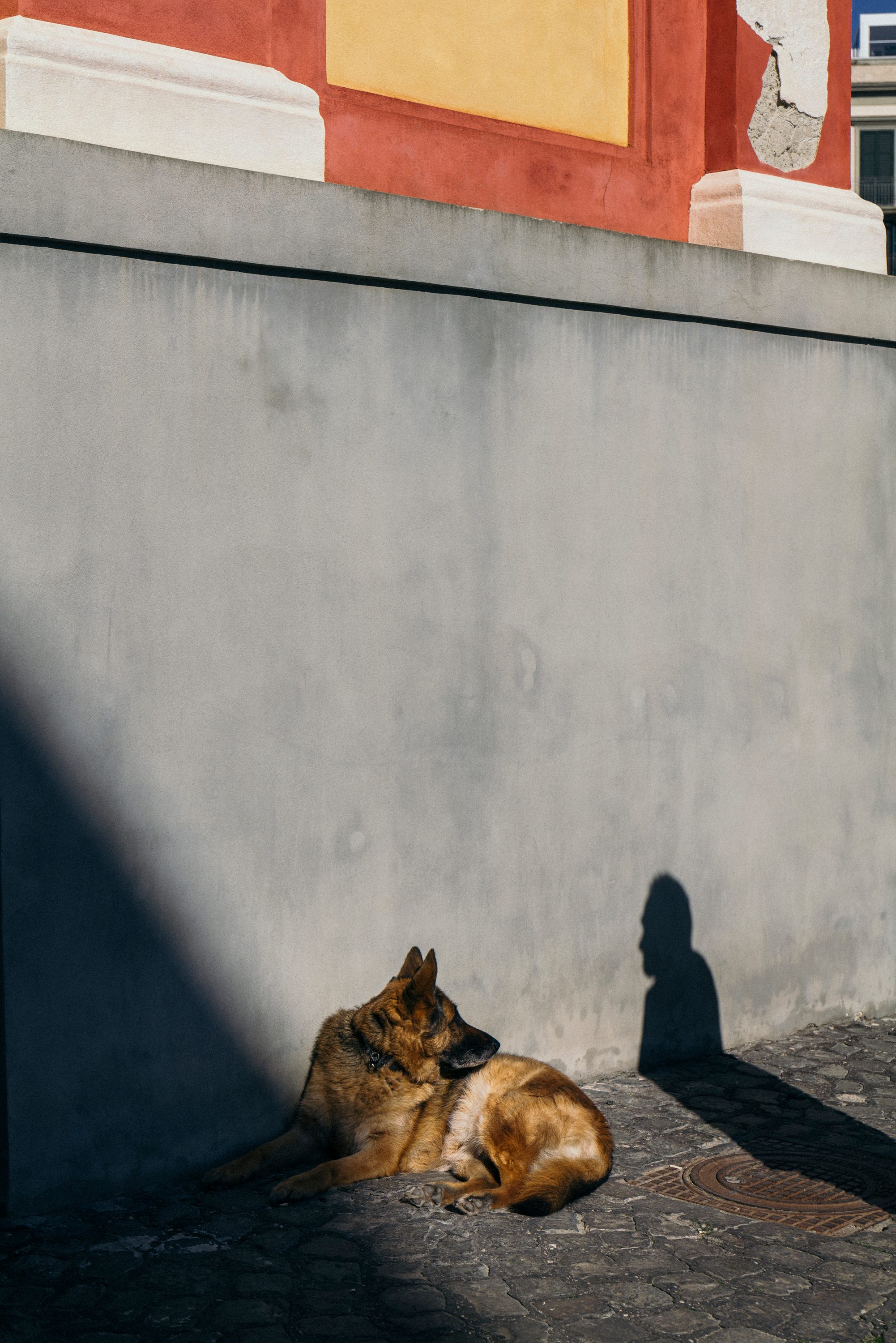 A medida que pasaba el tiempo, parecía haber más perros que humanos en las calles vacías.