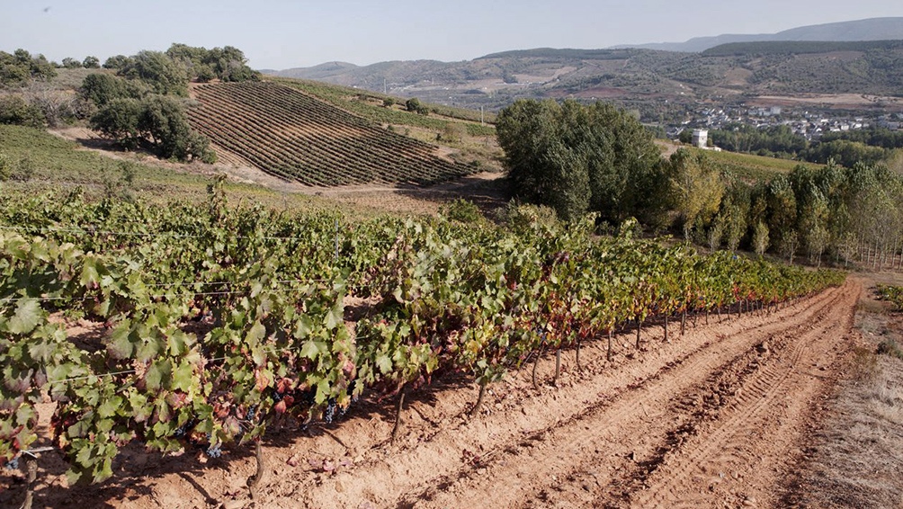 Los participantes de las actividades podrn cosechar uvas y seguir el proceso hasta que sea utilizada para fabricar vino Foto Ramiro Gmez