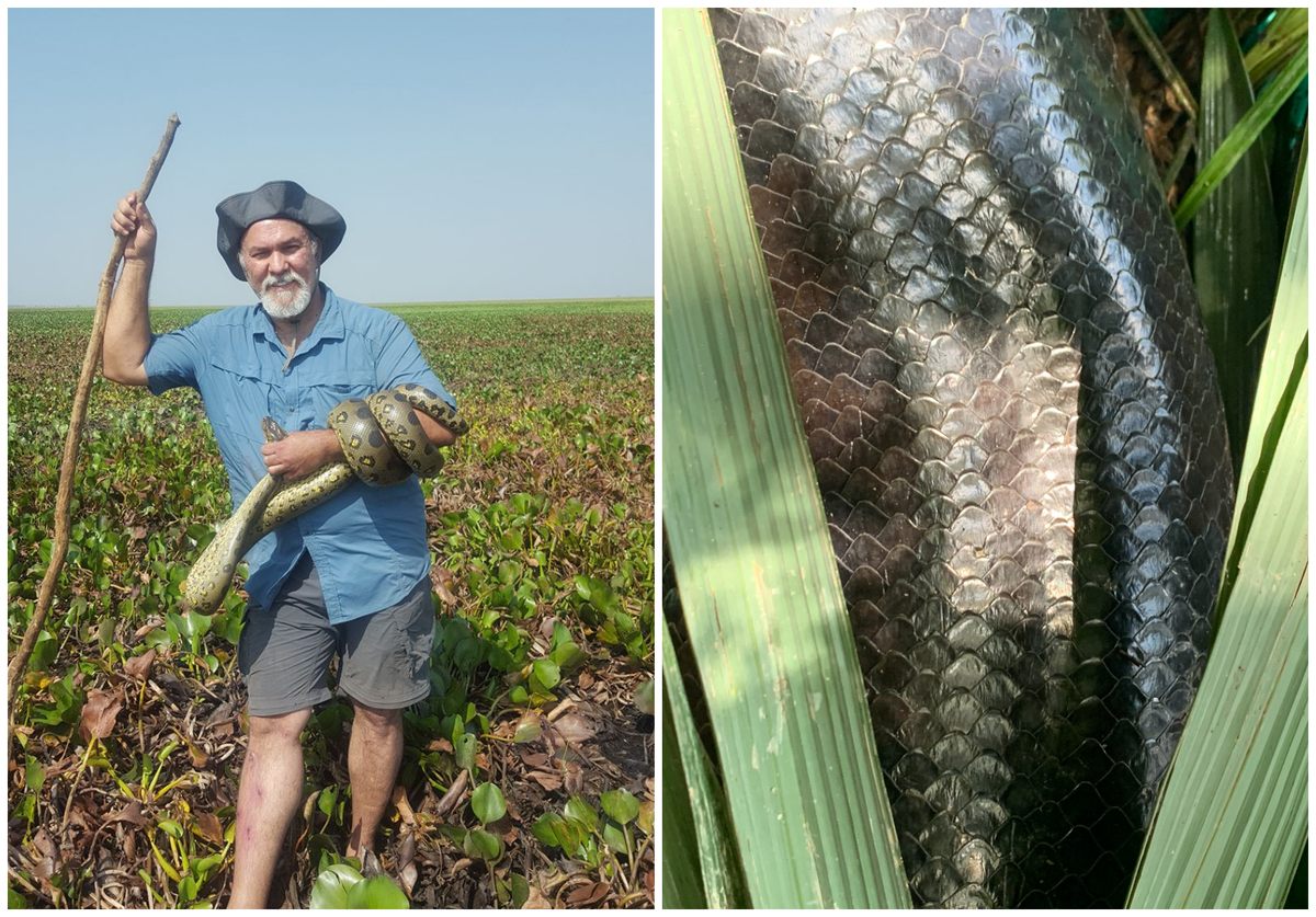 Jesús Rivas a veces trabaja en el campo sin zapatos;  Las escamas de la anaconda verde del norte son diferentes a las de su contraparte del sur.