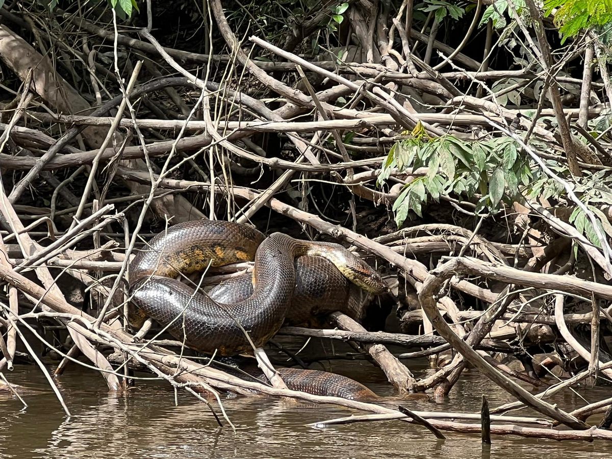 Las serpientes conocidas como anacondas verdes son en realidad dos especies diferentes, E. murinus y E. akayima.