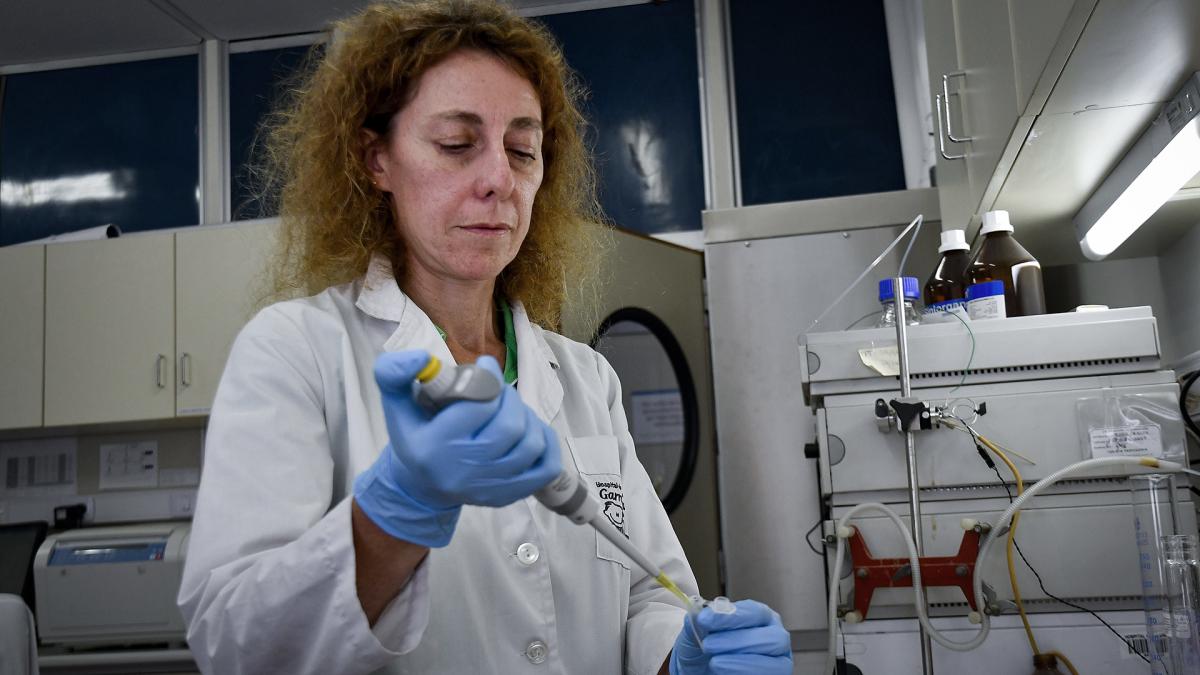 Especialistas del Conicet y el Hospital Garrahan desarrollaron un modelo preclnico que permitir disear tratamientos innovadores que pueden curar a pacientes con retinoblastoma Foto Eliana Obregn