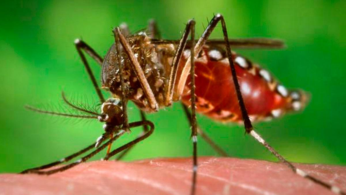 CABA y alrededores padecen una invasin de insectos 