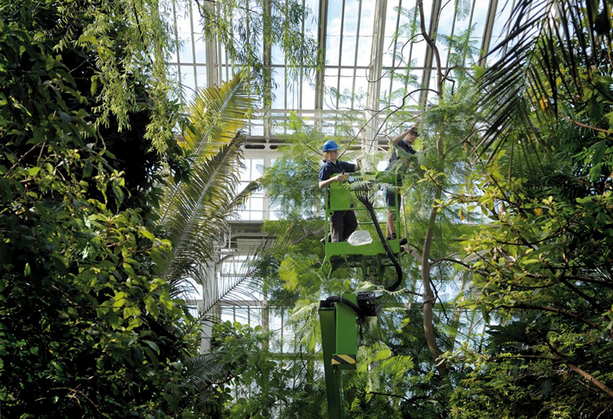 Los jardineros tienen que podar las palmeras para evitar que rompan el techo de cristal.