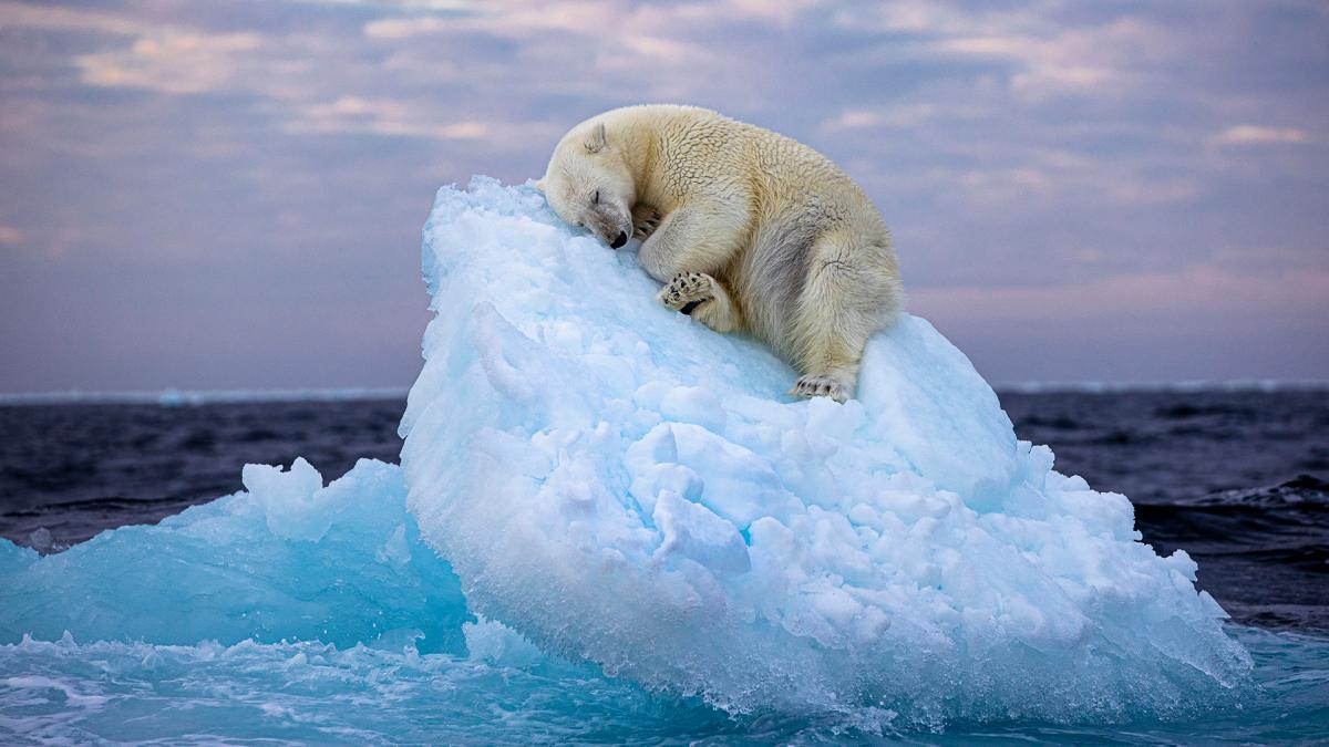 La foto premiada de Nima Sarikhani 