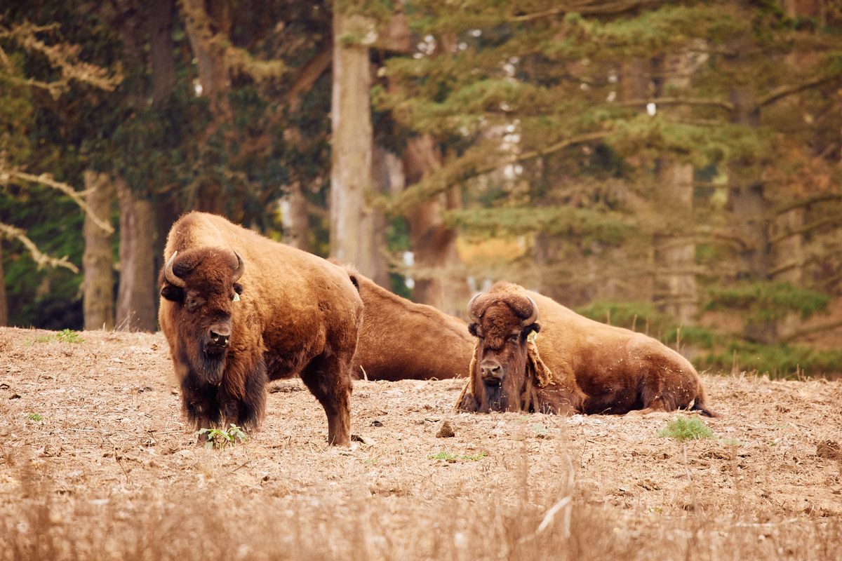 Bisontes relajándose en el parque, como buenos americanos. 