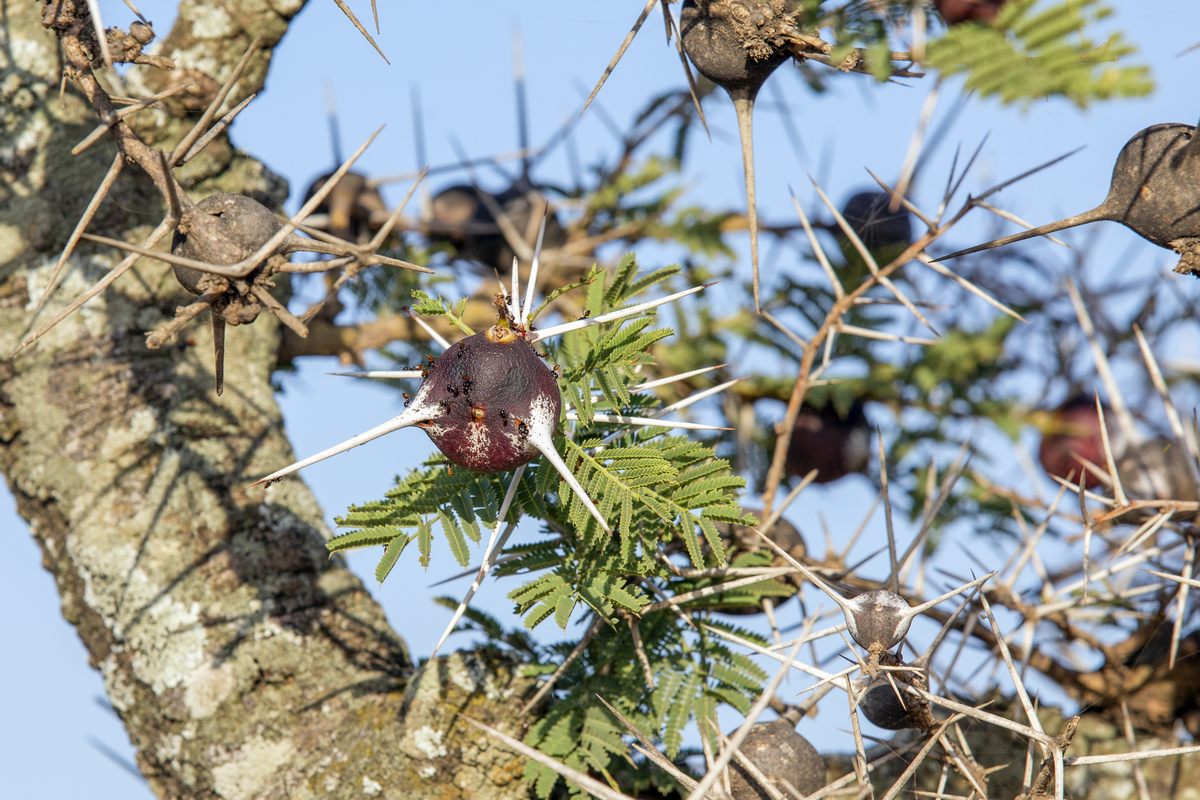 Si te fijas bien, podrás ver las hormigas acacias que normalmente custodian este árbol.