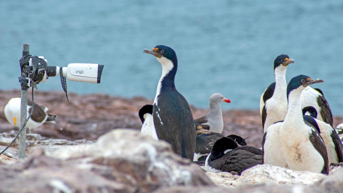 Las cmaras monitorean la su performance reproductiva la tasa de crecimiento de los pichones y la frecuencia de alimentacin Foto Fundacin Rewilding 