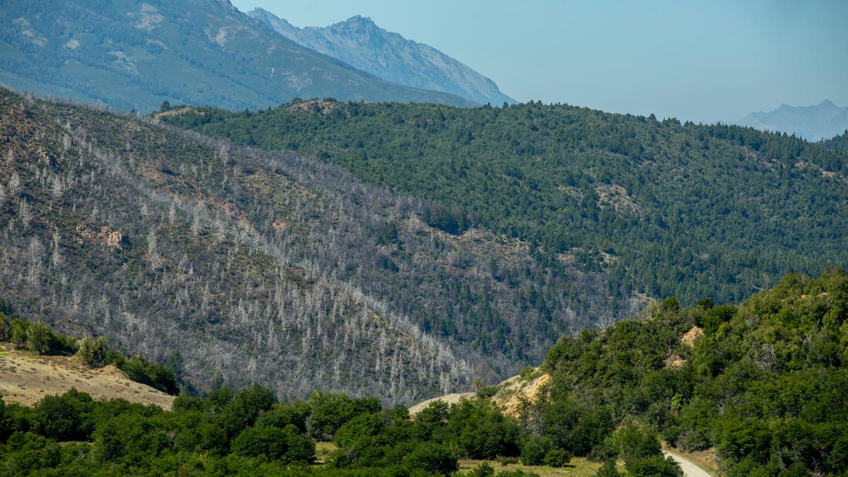 Los especialistas creen que habr ms incendios forestales Foto Alejandra Bartoliche 