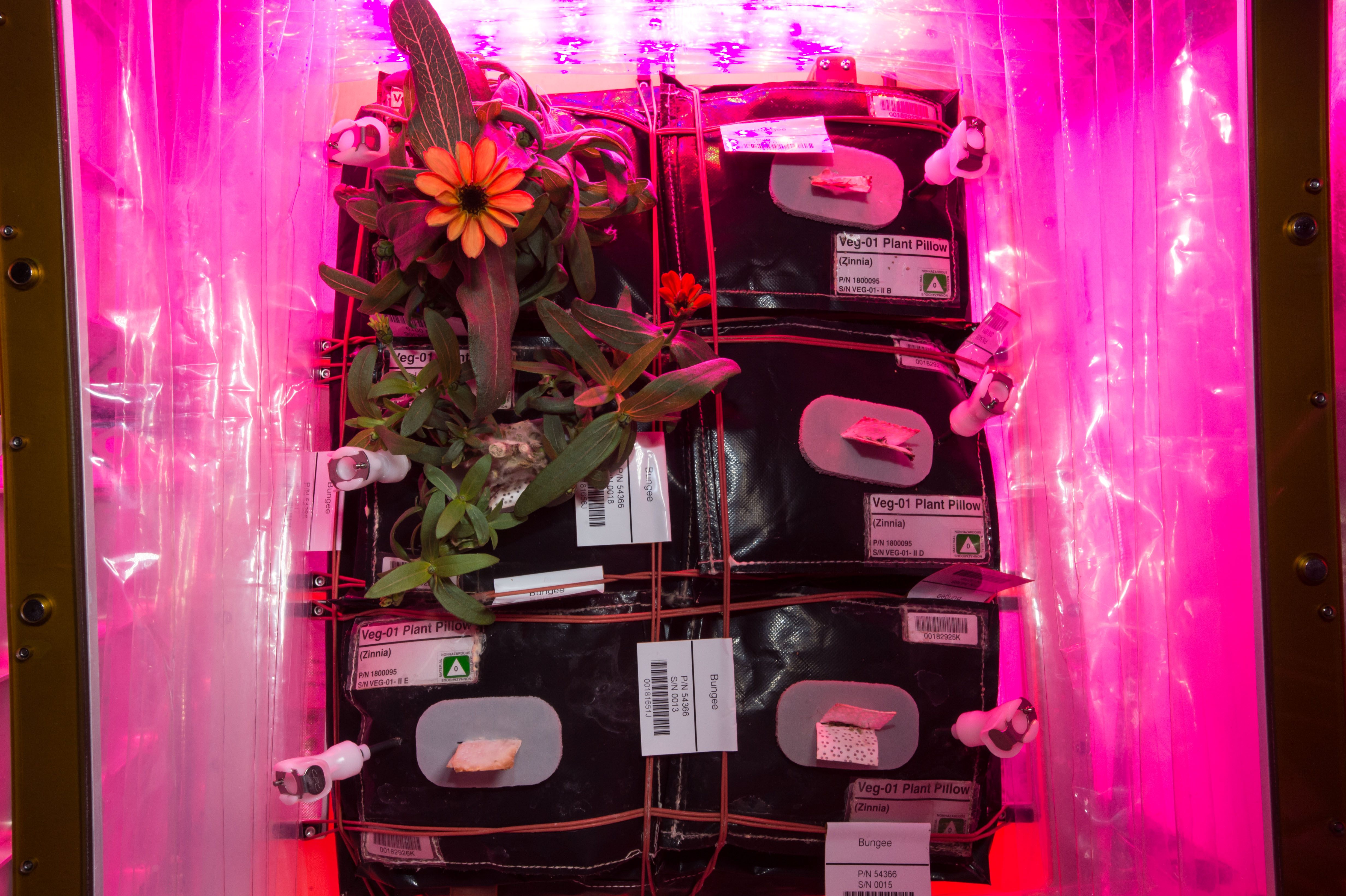 El Sistema de Producción de Vegetales (“Veggie”) a bordo de la ISS cultiva plantas en microgravedad utilizando luces LED.