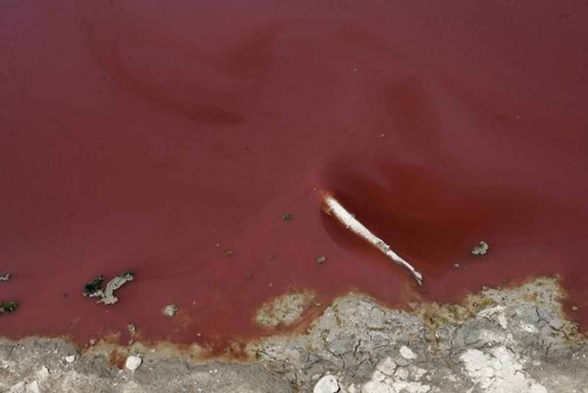 La sequía y las bacterias tiñeron el embalse OC Fisher de un tono rojo sangriento.