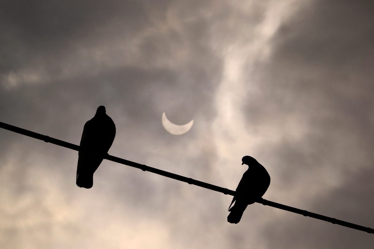 En el camino de la totalidad, los pájaros o los insectos parecen haber pululado en el cielo.  (Estas fueron fotografiadas durante un eclipse en 2015).