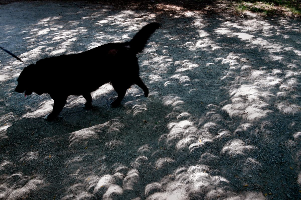 Mucha gente observó a sus compañeros caninos durante la poca luz del eclipse.