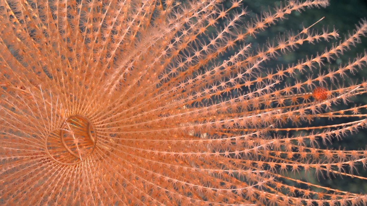 Un coral en espiral visto en primer plano a más de 4.500 pies de profundidad. 