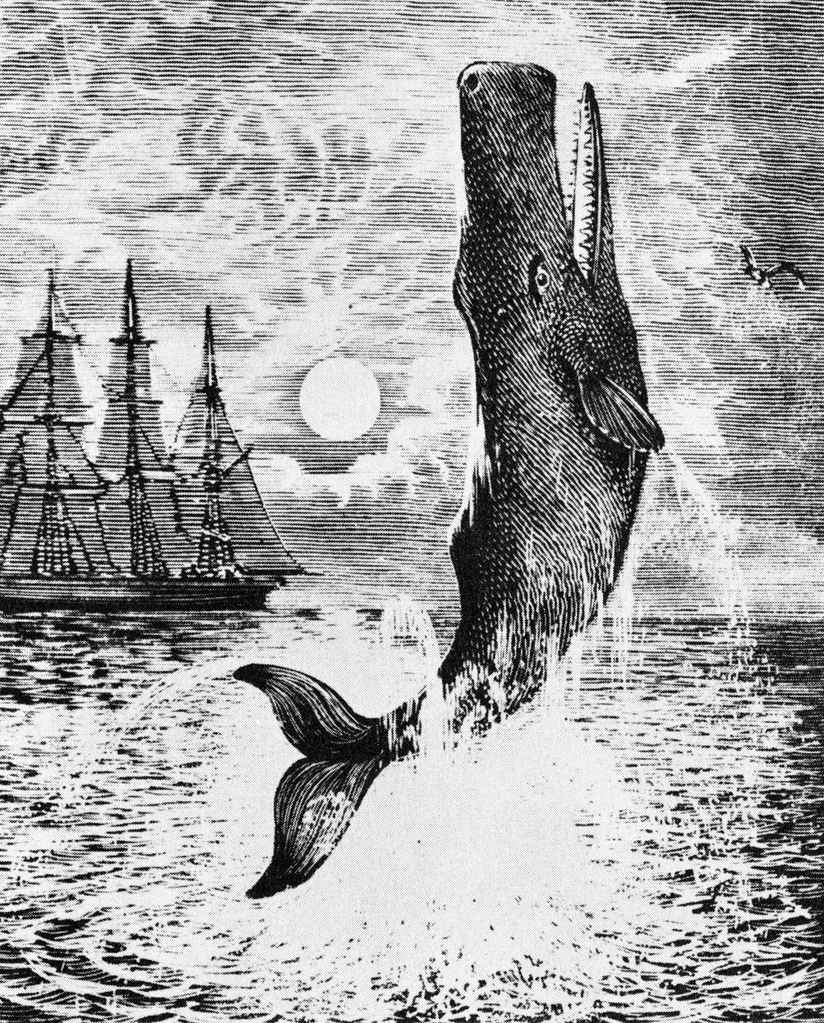 El eclipse de Moby Dick es una metáfora que se refuerza una y otra vez a lo largo del libro.